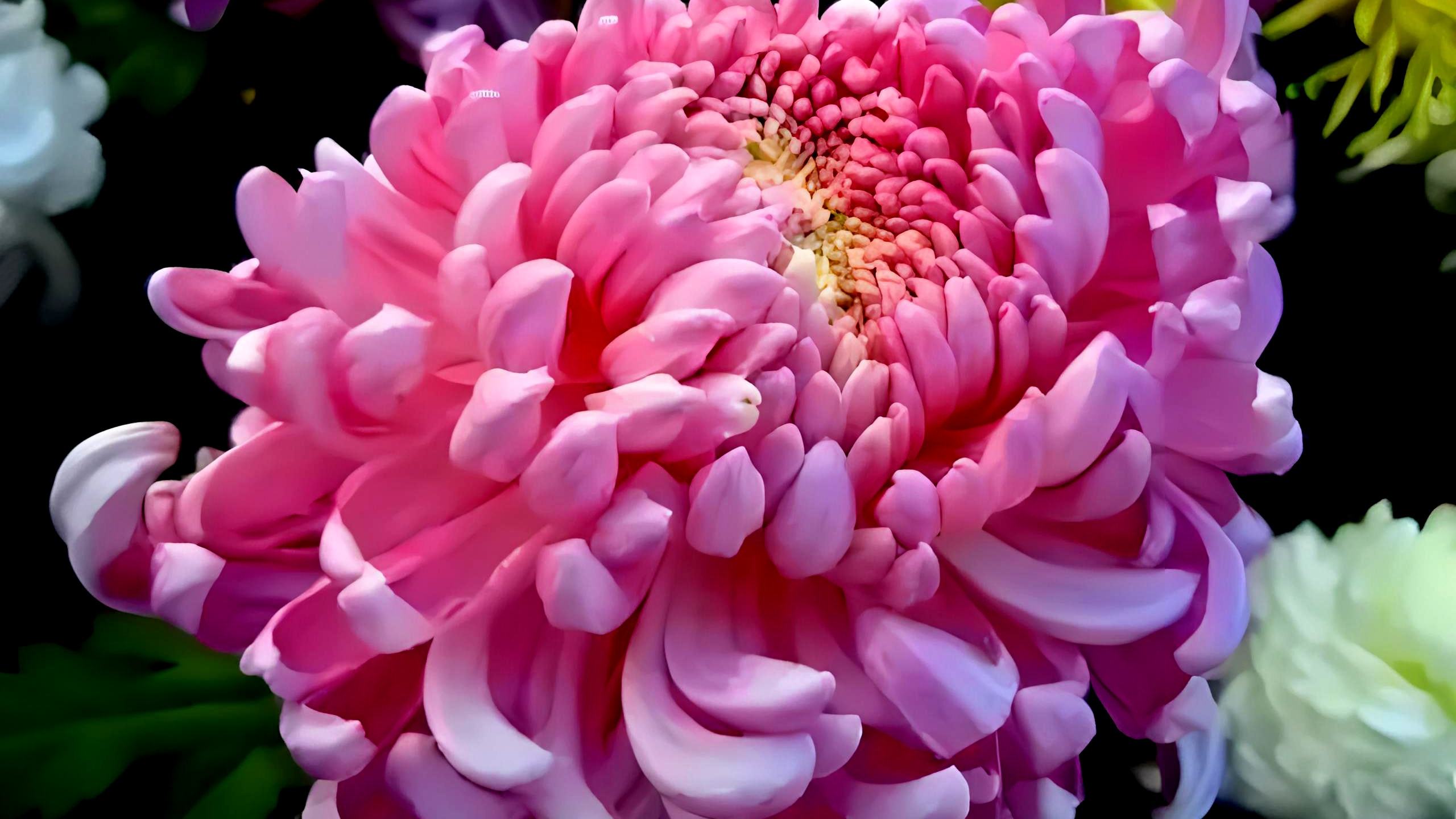 菊花名品欣赏《粉荷花》