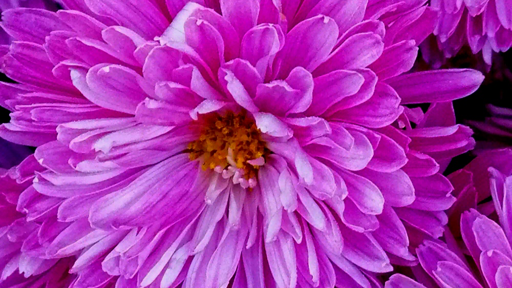 菊花名品欣赏《粉荷花》