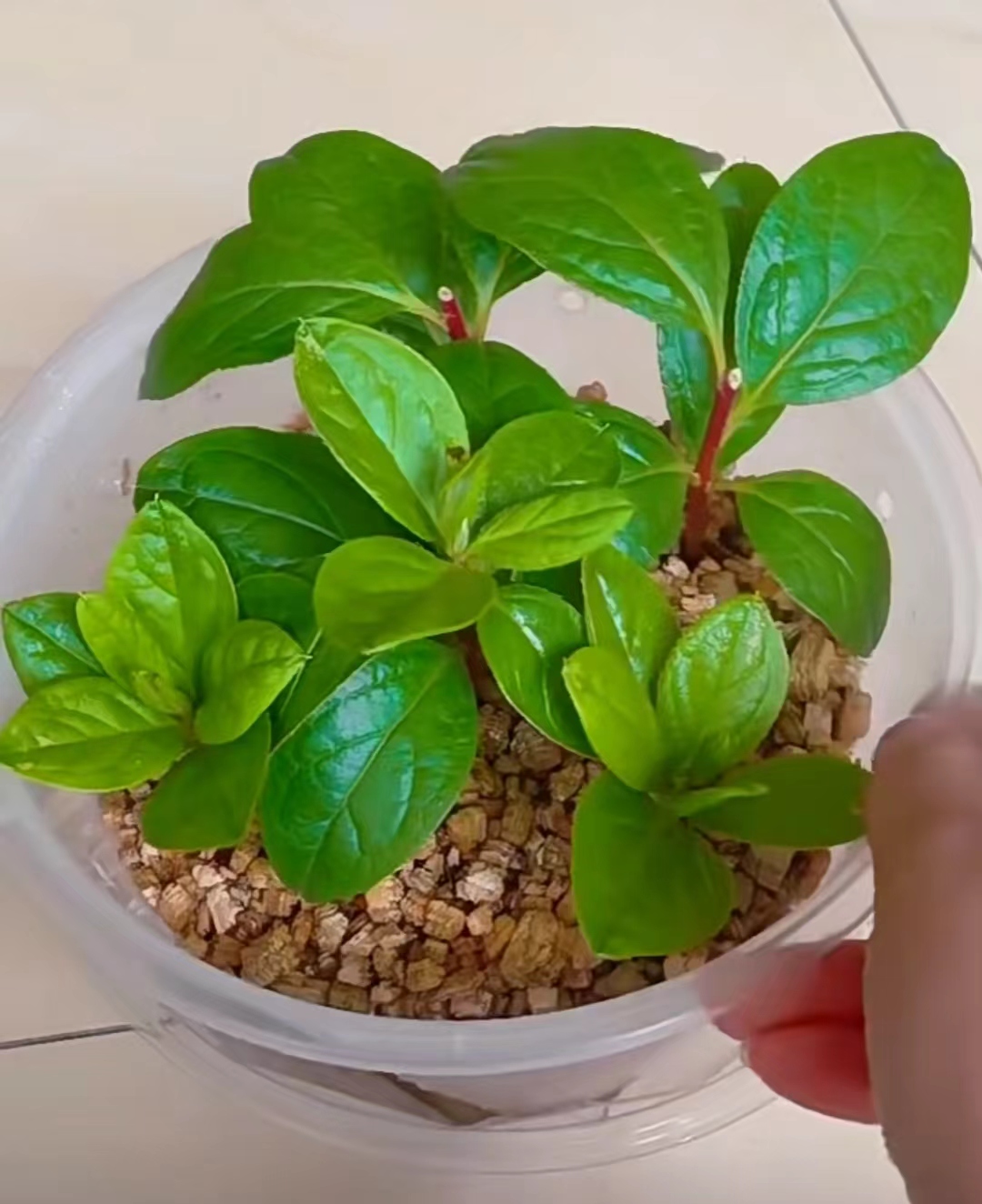 杜鹃花繁殖方法:嫁接与扦插