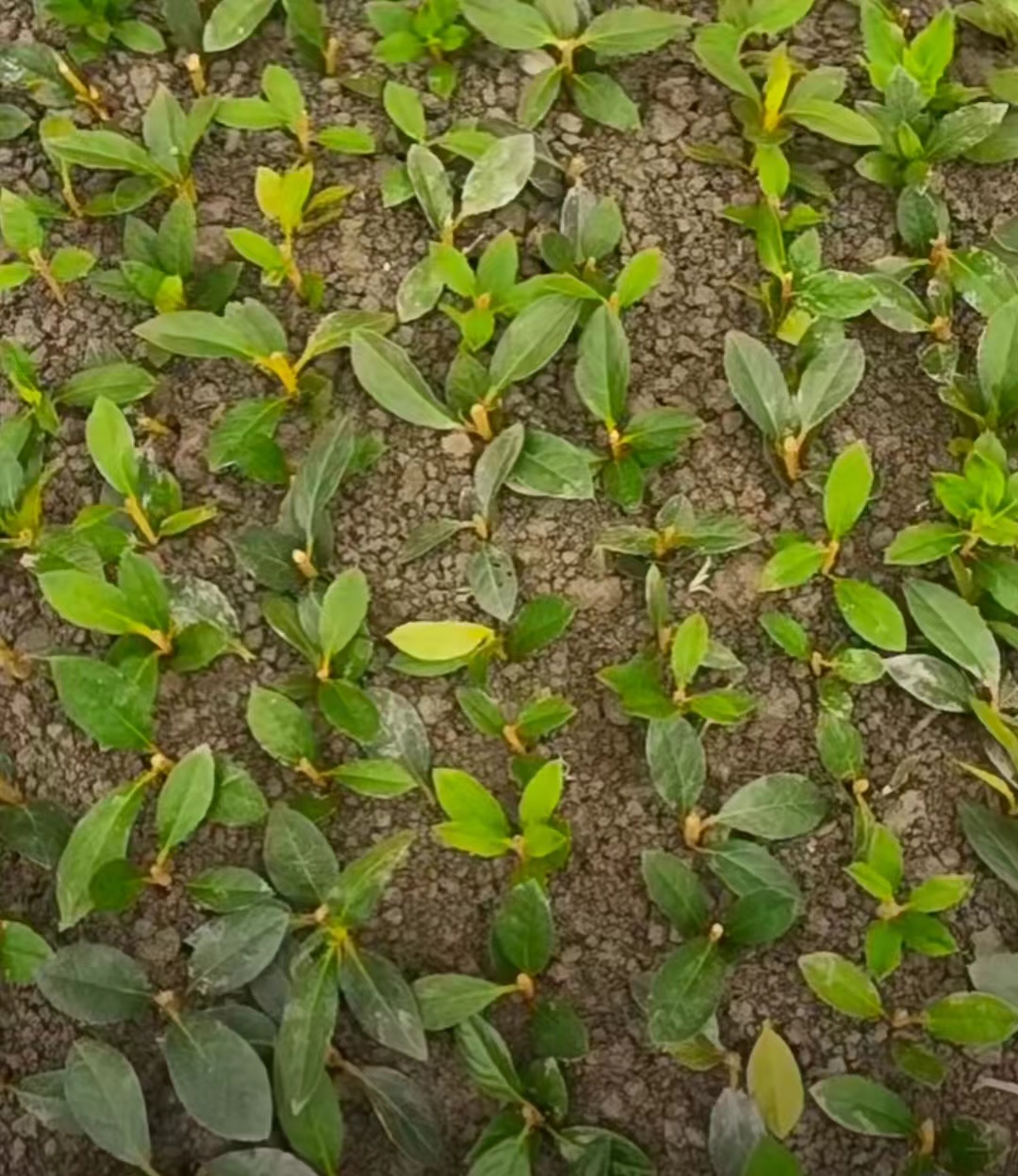 杜鹃花繁殖方法:嫁接与扦插