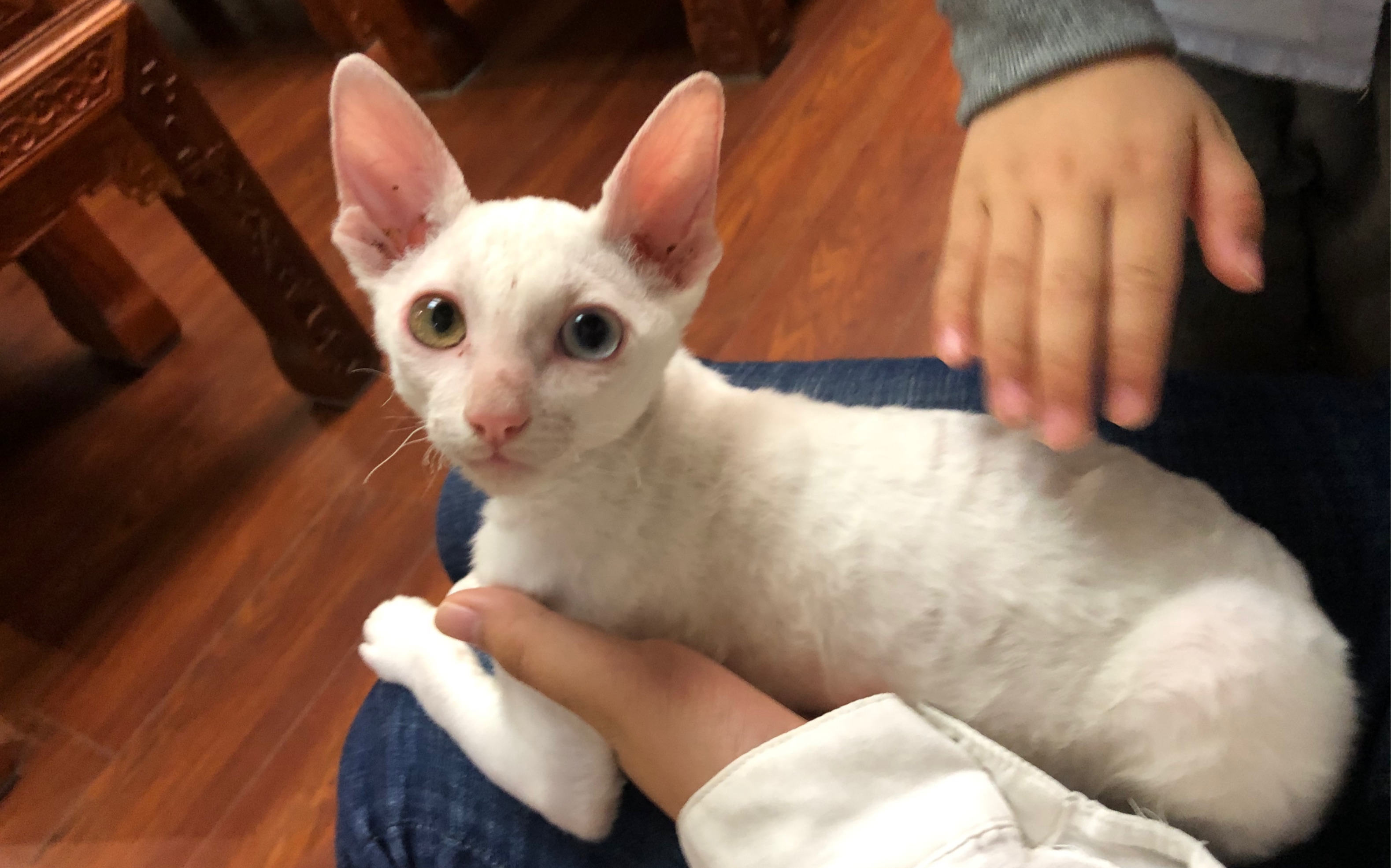 精选十款抗过敏猫咪,满足对猫咪过敏却痴迷吸猫的你的需求