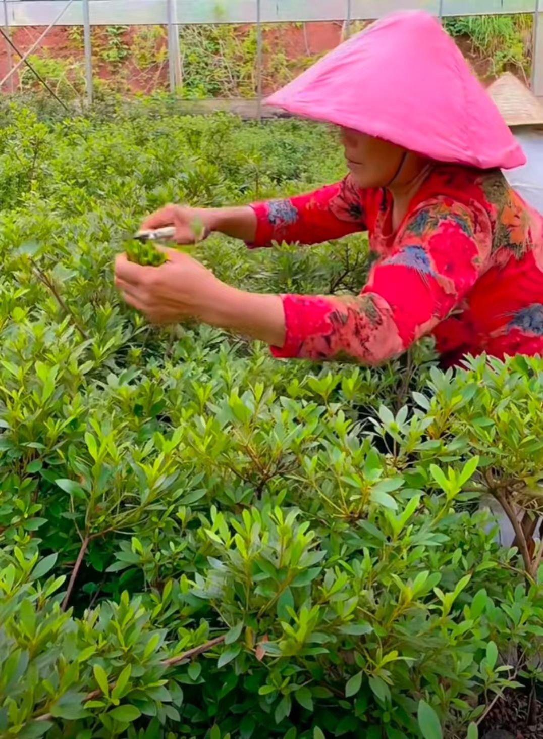 杜鹃花繁殖方法:嫁接与扦插