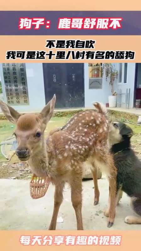 狗子鹿哥舒服不不是我自吹我可是这十里八村有名的舔狗