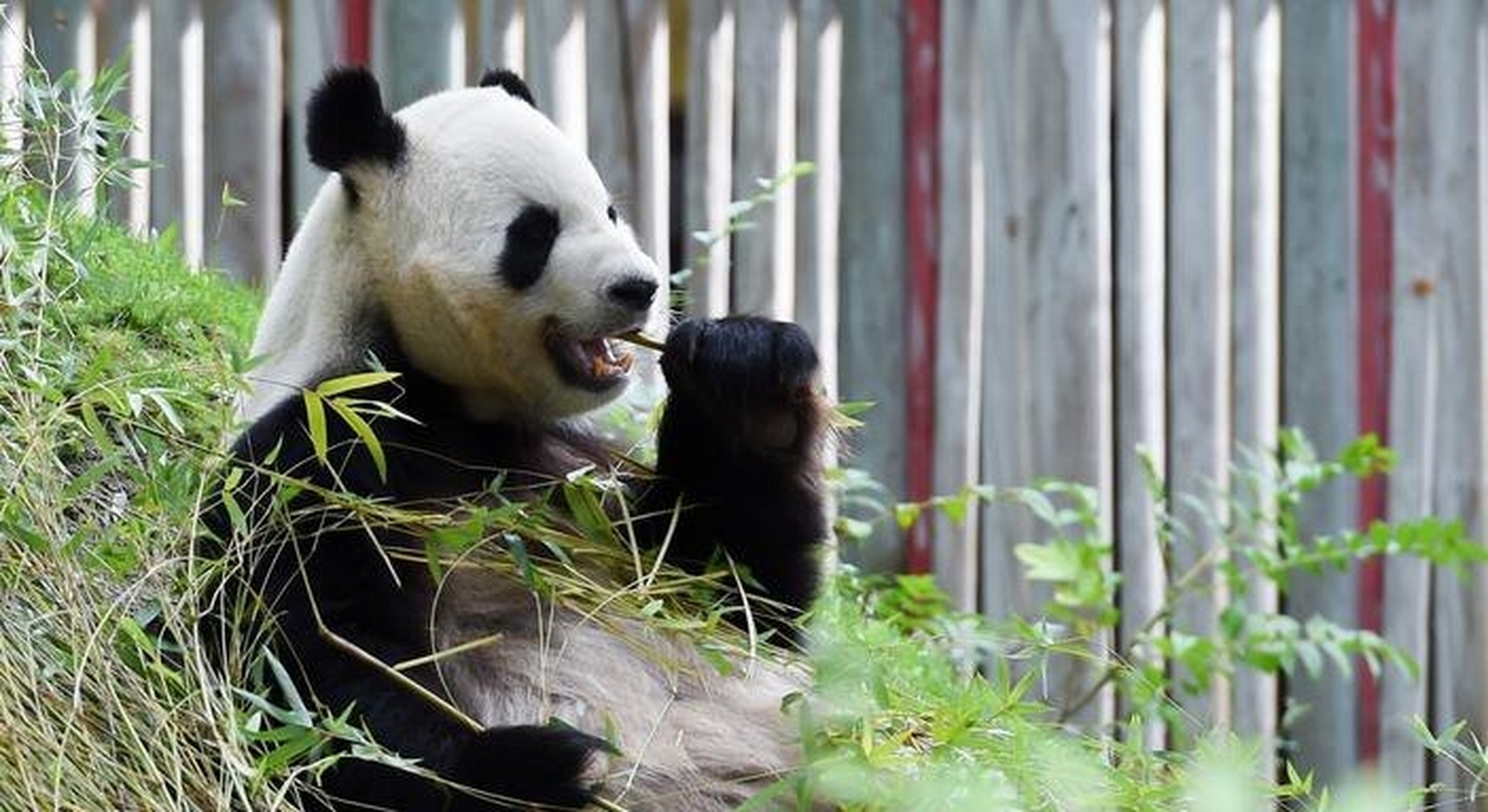 生活在西班牙马德里动物园的大熊猫不久后就要回家了.
