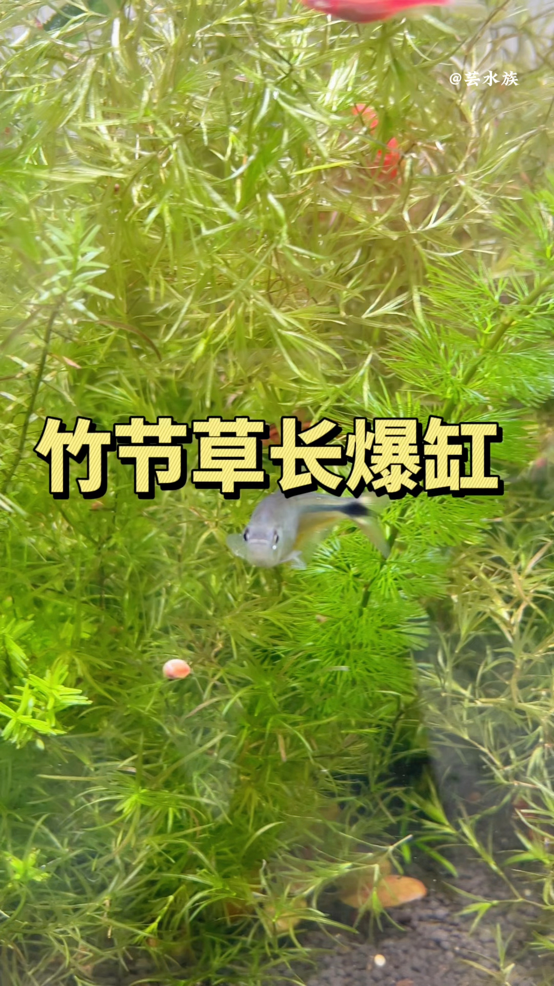 过了个年回来,我这草缸竹节草竟然涨爆缸了!#水族#水草#养鱼养心