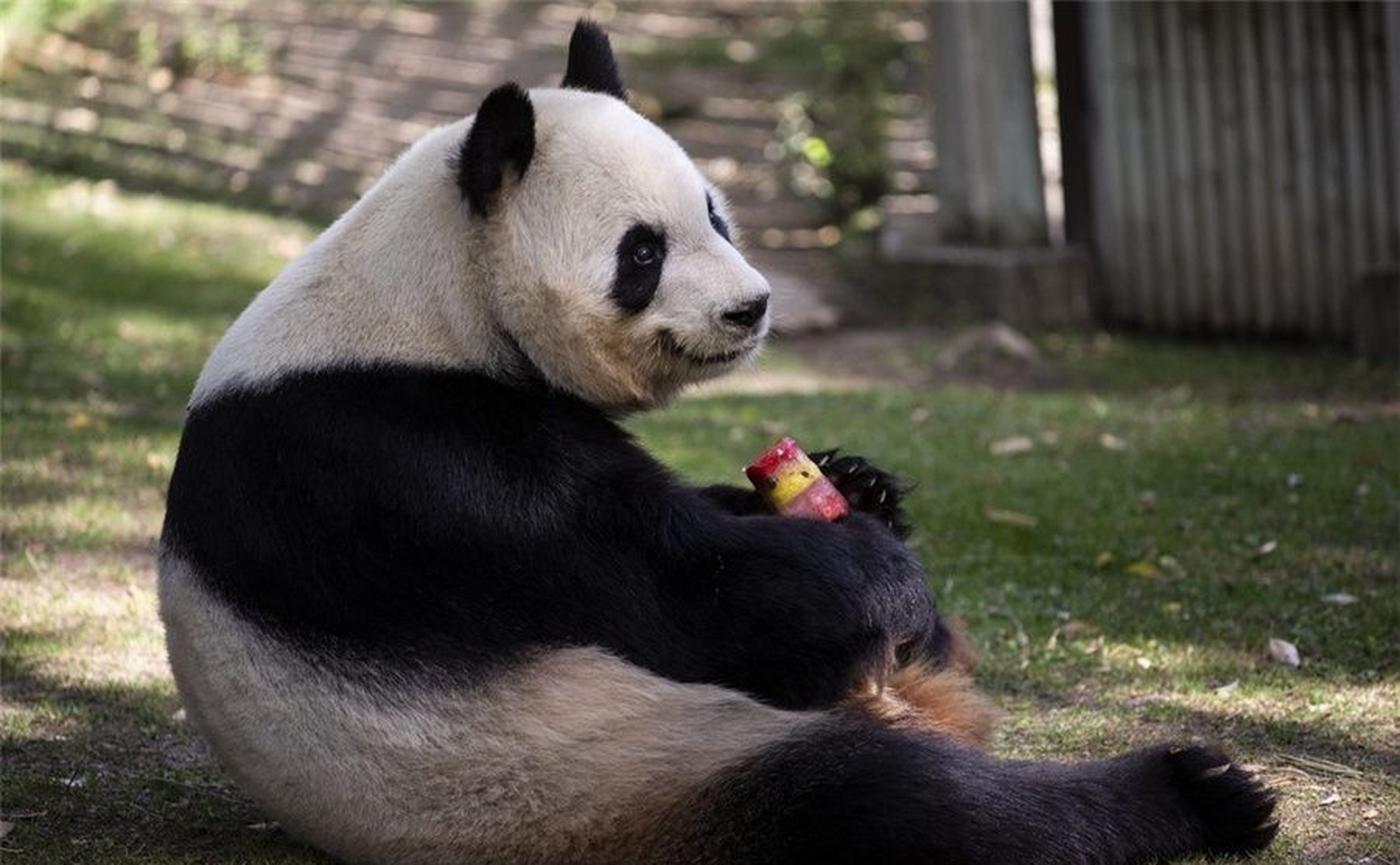 生活在西班牙马德里动物园的大熊猫不久后就要回家了.