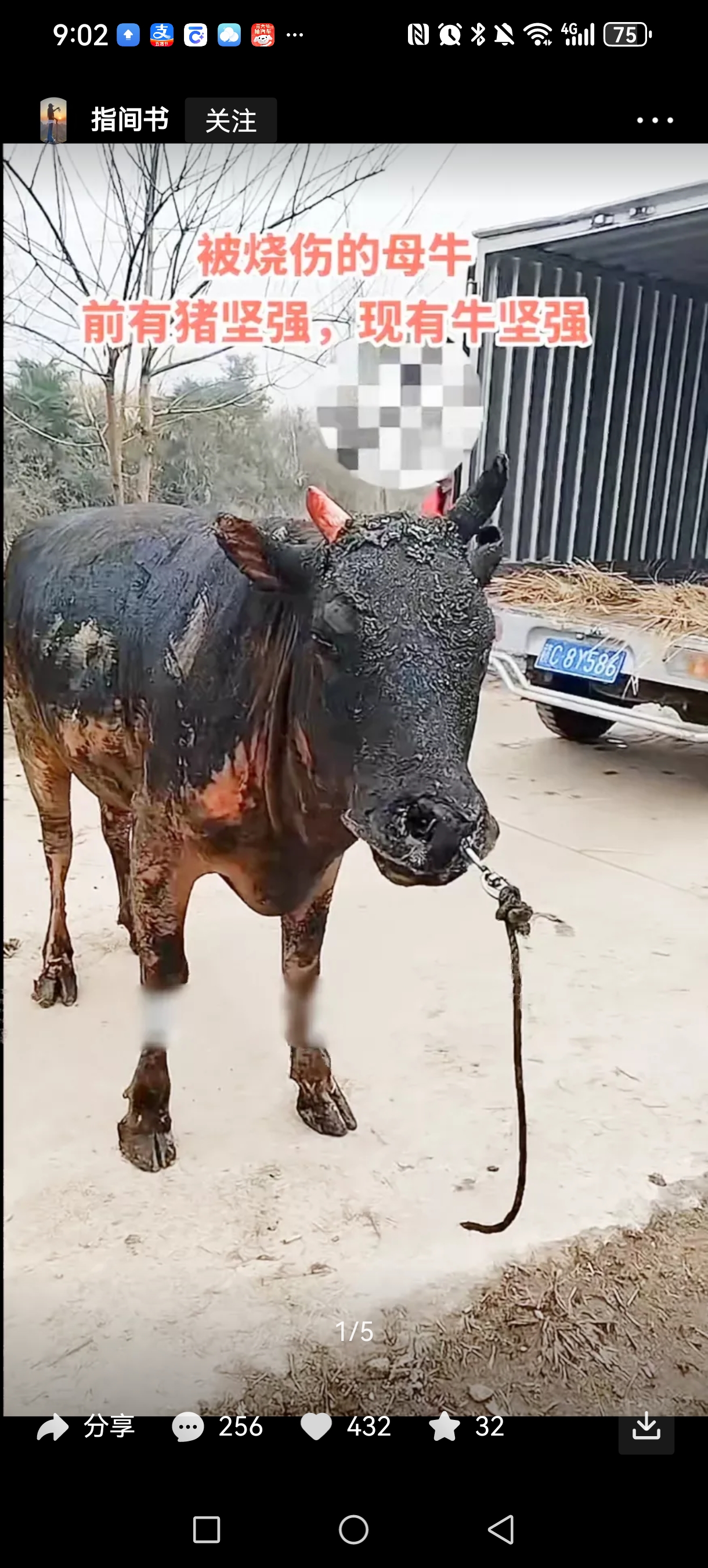 牛是怎么死的，牛是咋死的这篇文章