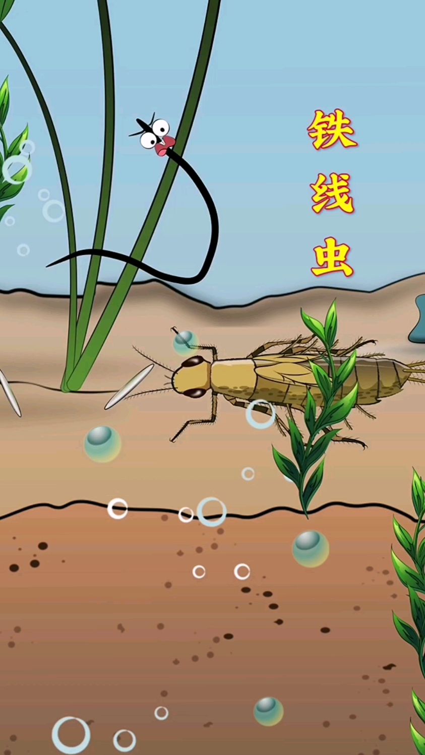 部分铁线虫卵会被蜉蝣幼虫吞食螳螂捕食蜉蝣后成为最终寄主