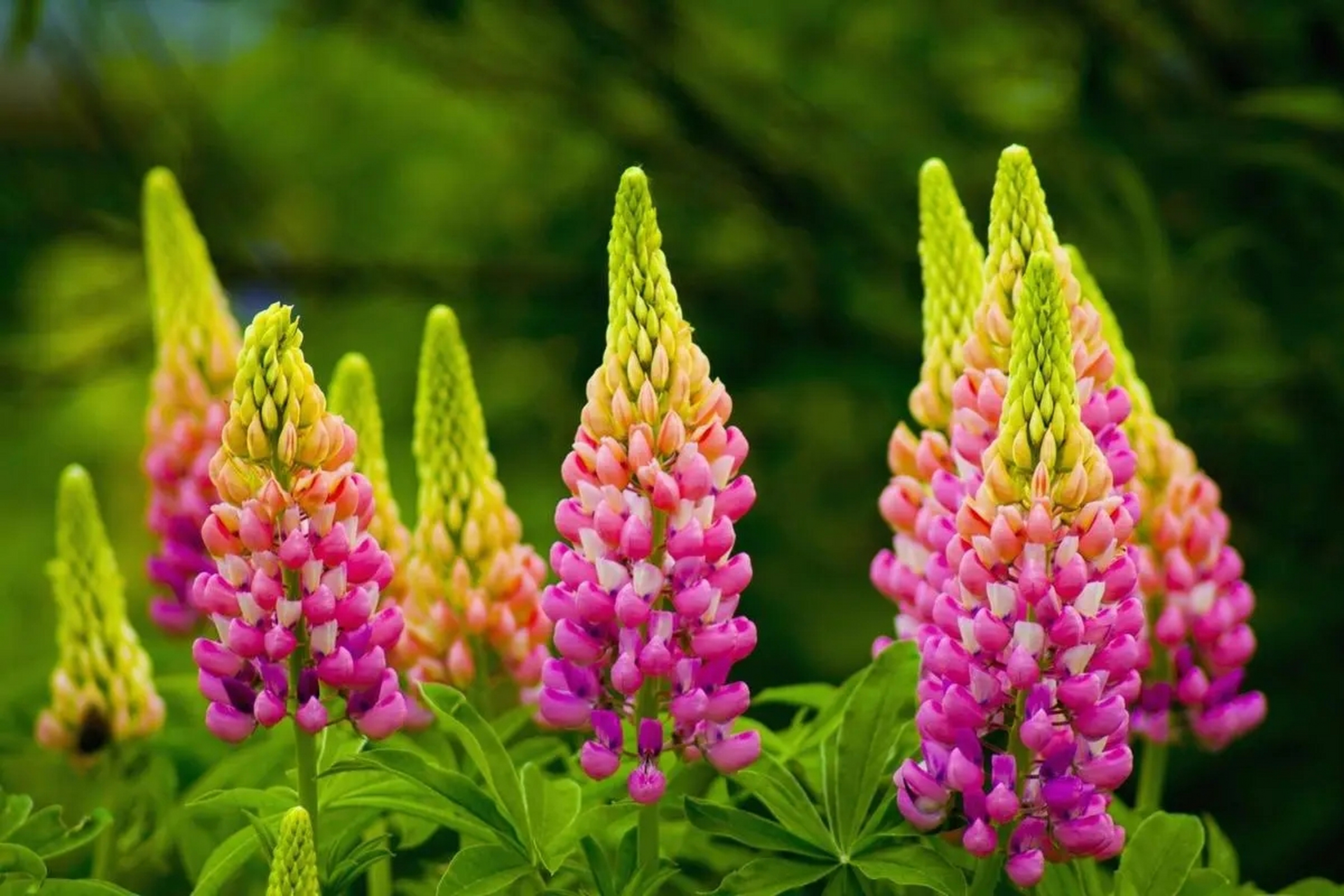 羽扇豆以其鲜艳色彩和优美形态寓意幸福与希望,可表达对某人幸福生活