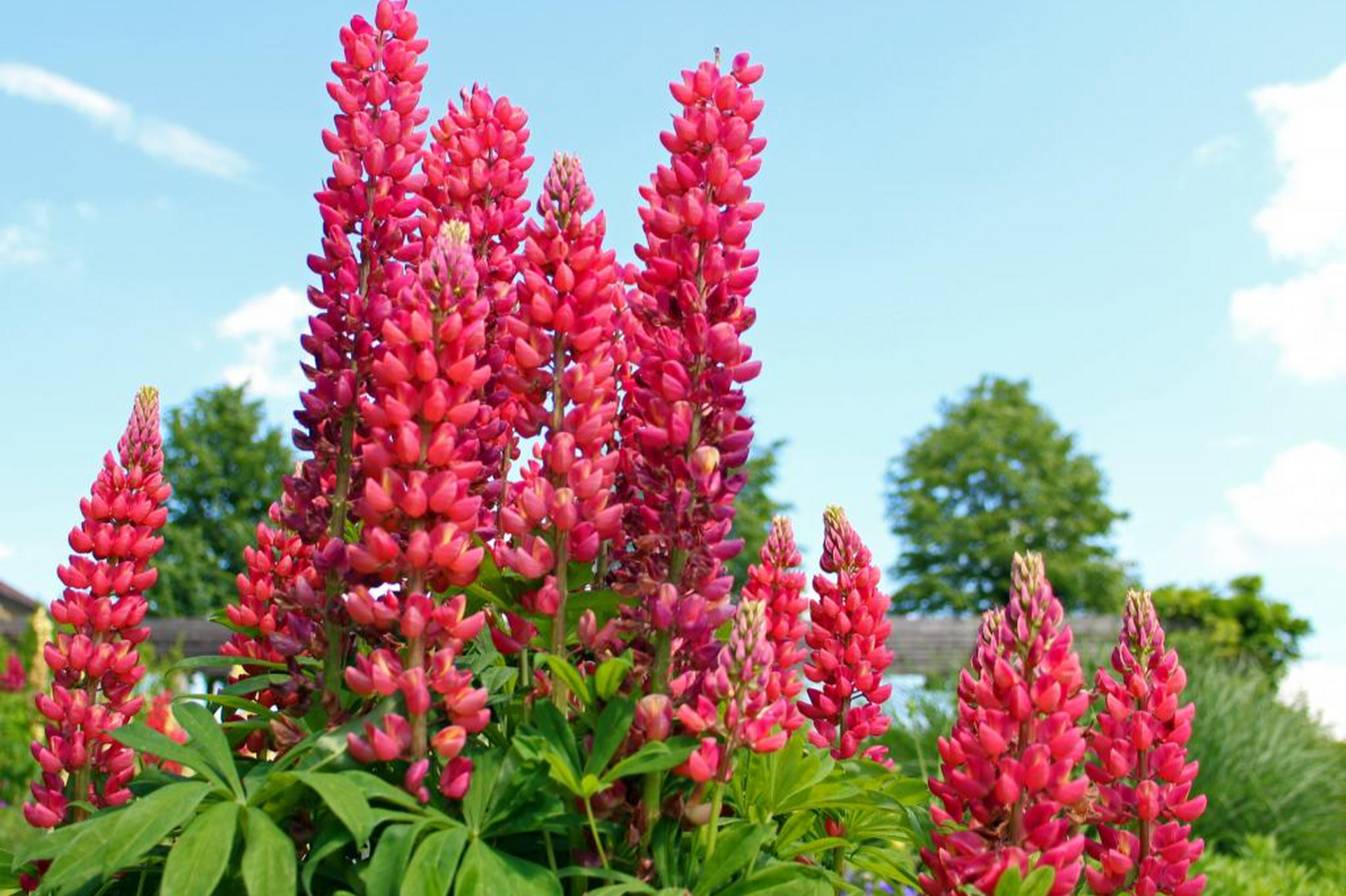 羽扇豆以其鲜艳色彩和优美形态寓意幸福与希望,可表达对某人幸福生活