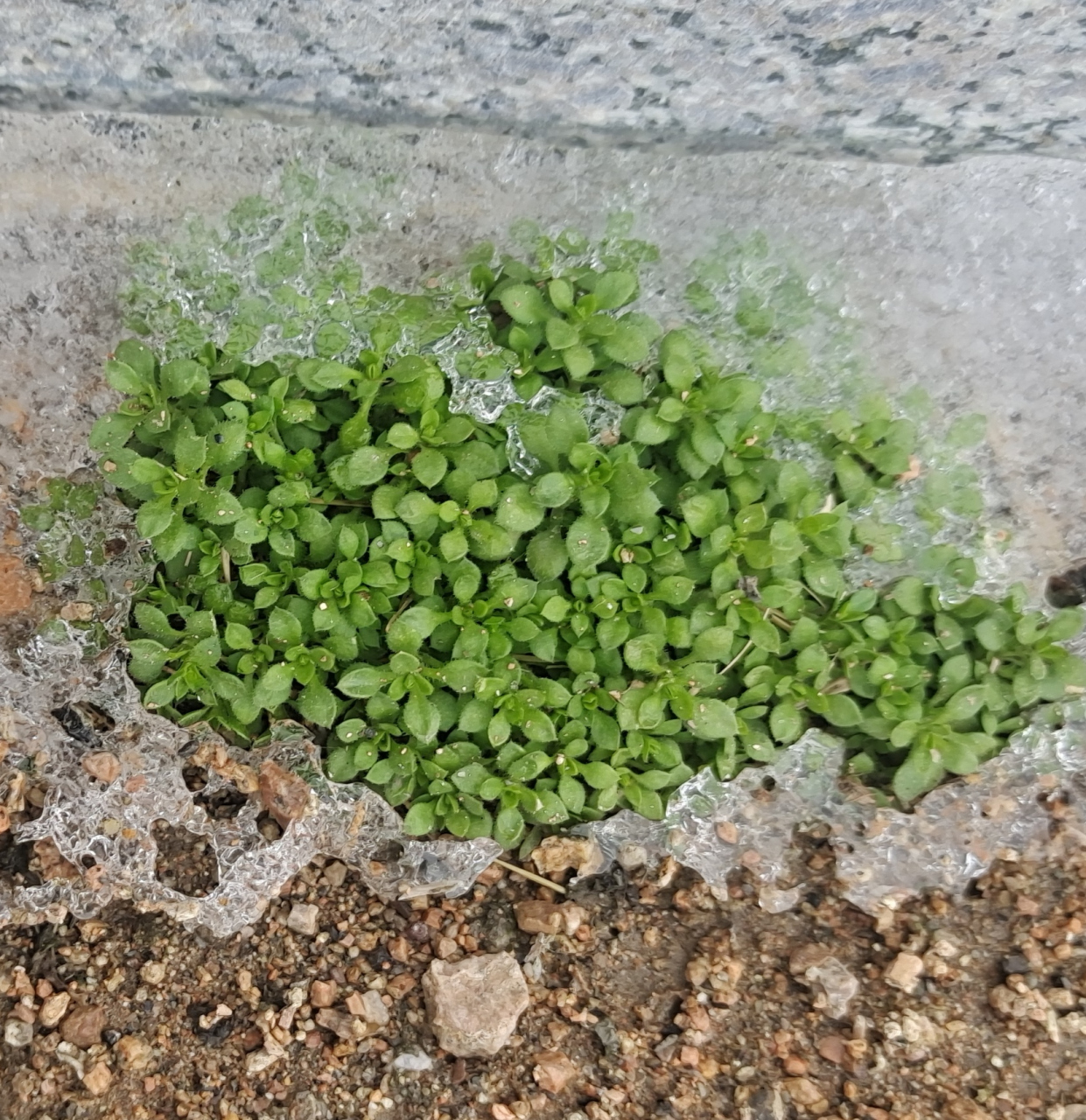 只要修复速度大于损伤速度,只要你提供的修复原料符合