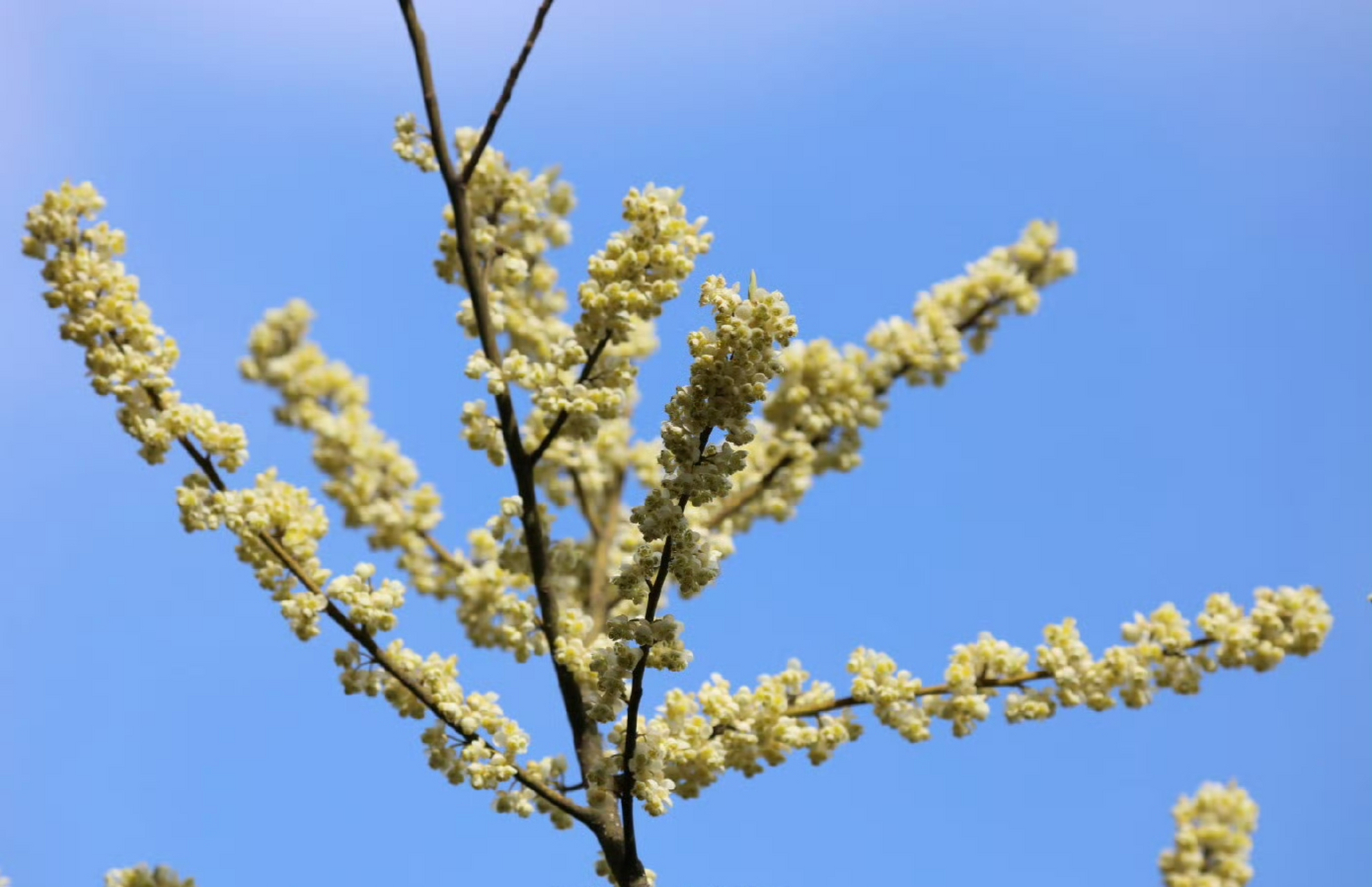 山鸡椒开花图片图片