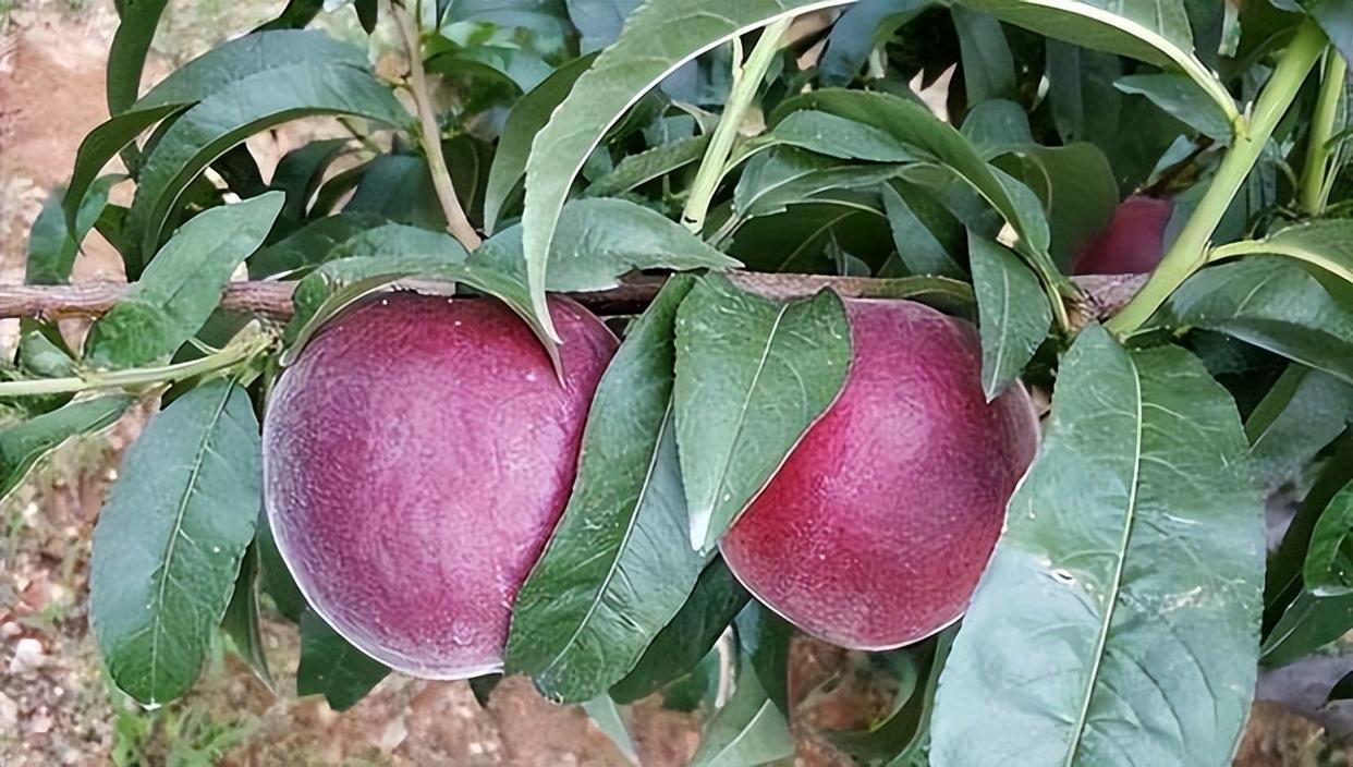 精品水果——中华黑桃王,营养价值极高,深受大众的喜爱