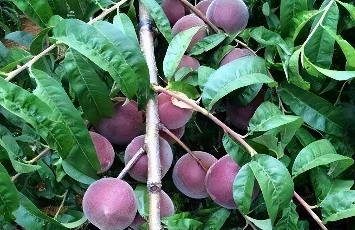 精品水果——中华黑桃王,营养价值极高,深受大众的喜爱