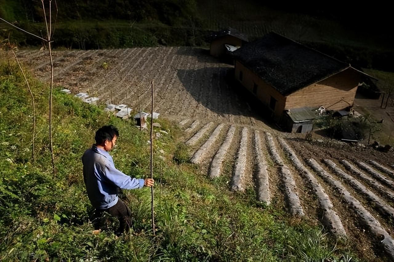 19年山西夫妻隐居在深山密林种5亩地崖柏当柴烧看活成啥样