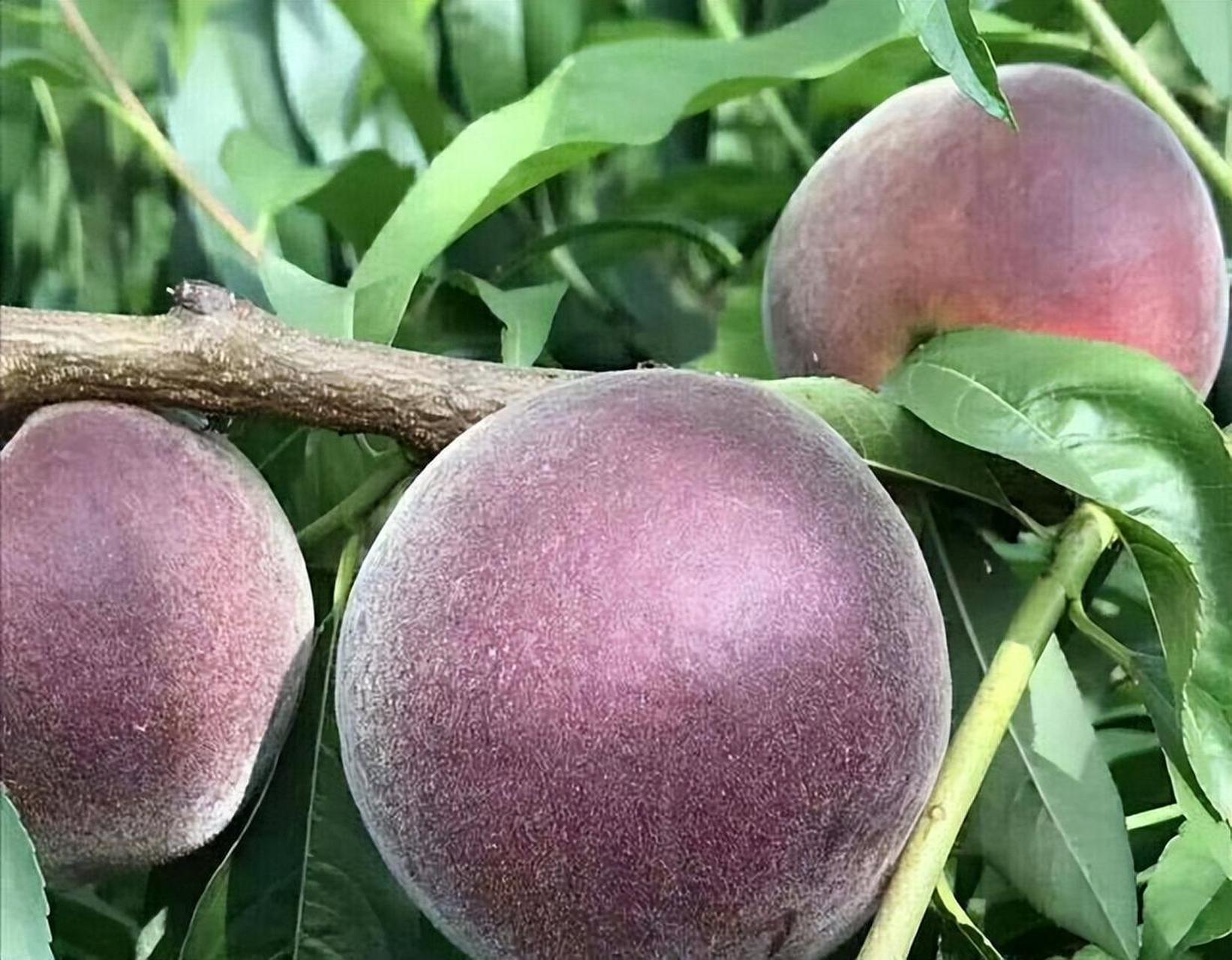 黑桃皇后是一种营养价值高,口感香甜,颜色独特的水果,深受人们喜爱.