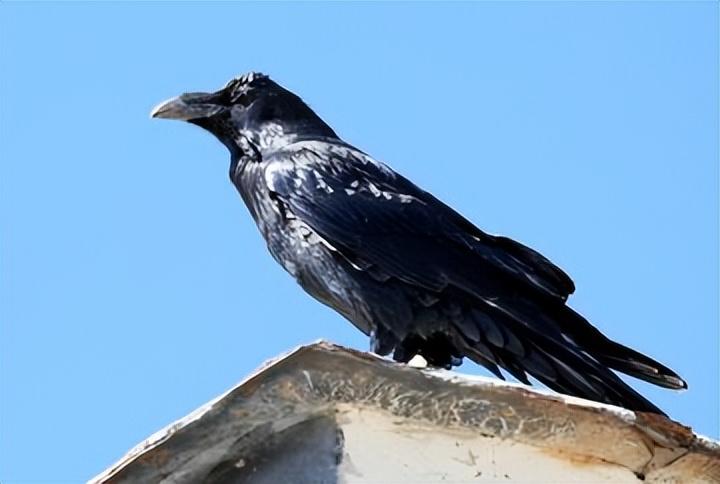 回顾过去经常盘旋农民避之不及的报丧鸟如今为何不见了