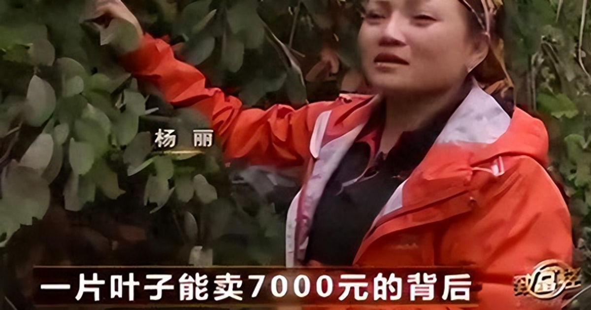 前言——2013年,贵州36岁的杨丽,用她的一双巧手,将普通的树叶的