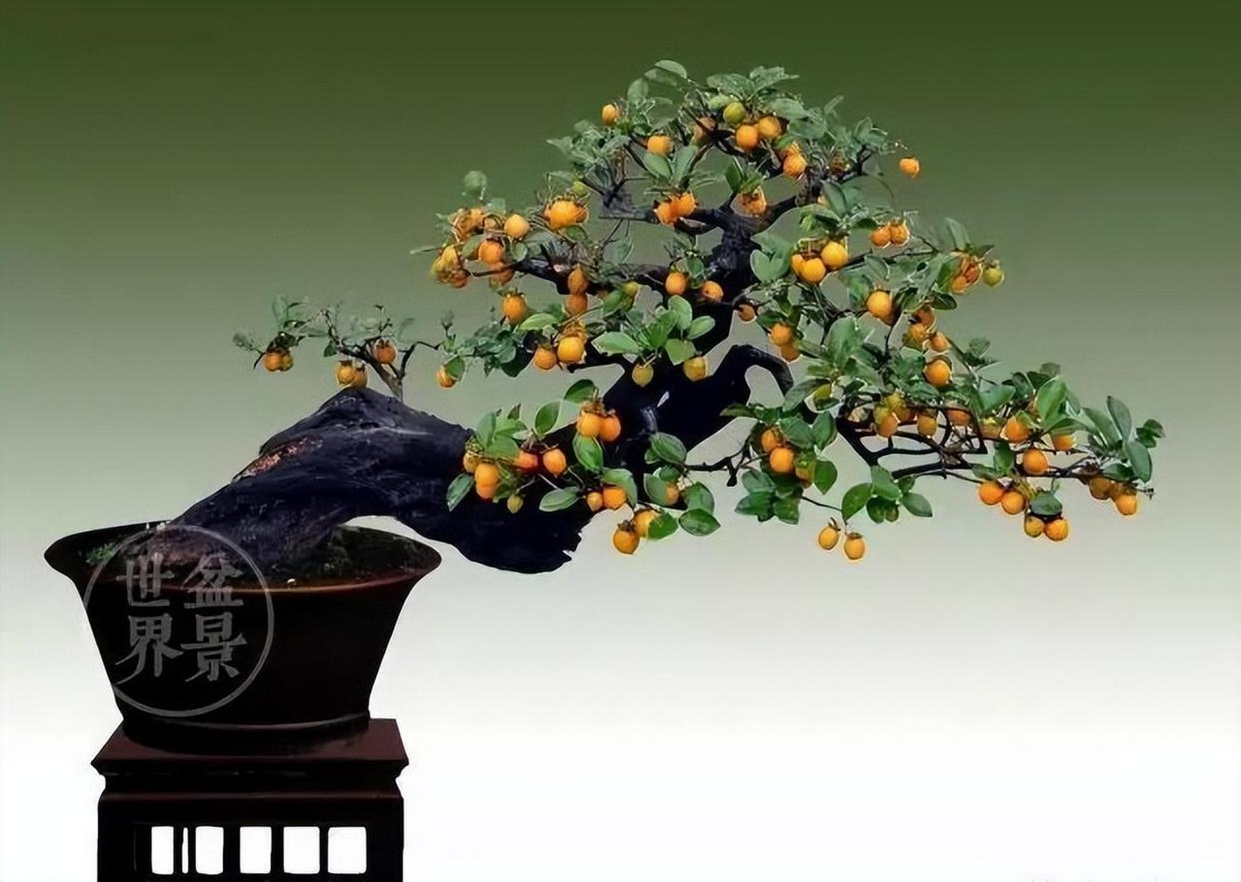 金弹子盆景因其独特的果实和美丽的外观而受到喜爱,适合家居布置或门