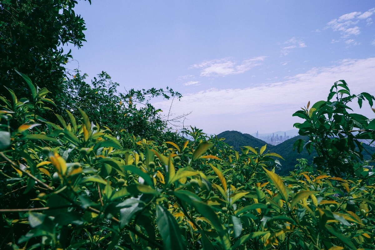 深圳之巅,登顶塘朗山,感受430米高处的壮丽风光!