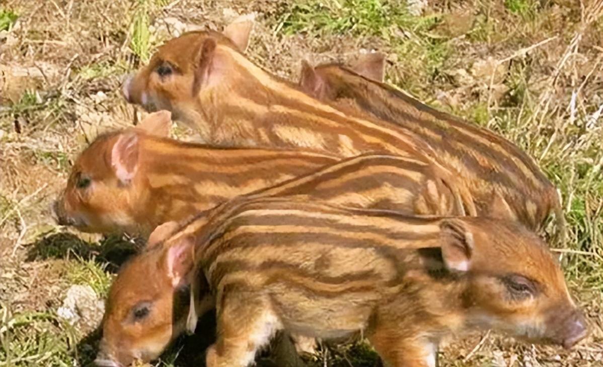 回顾村民家中母猪半夜惨叫无人工配种三个月后竟产下怪异小猪