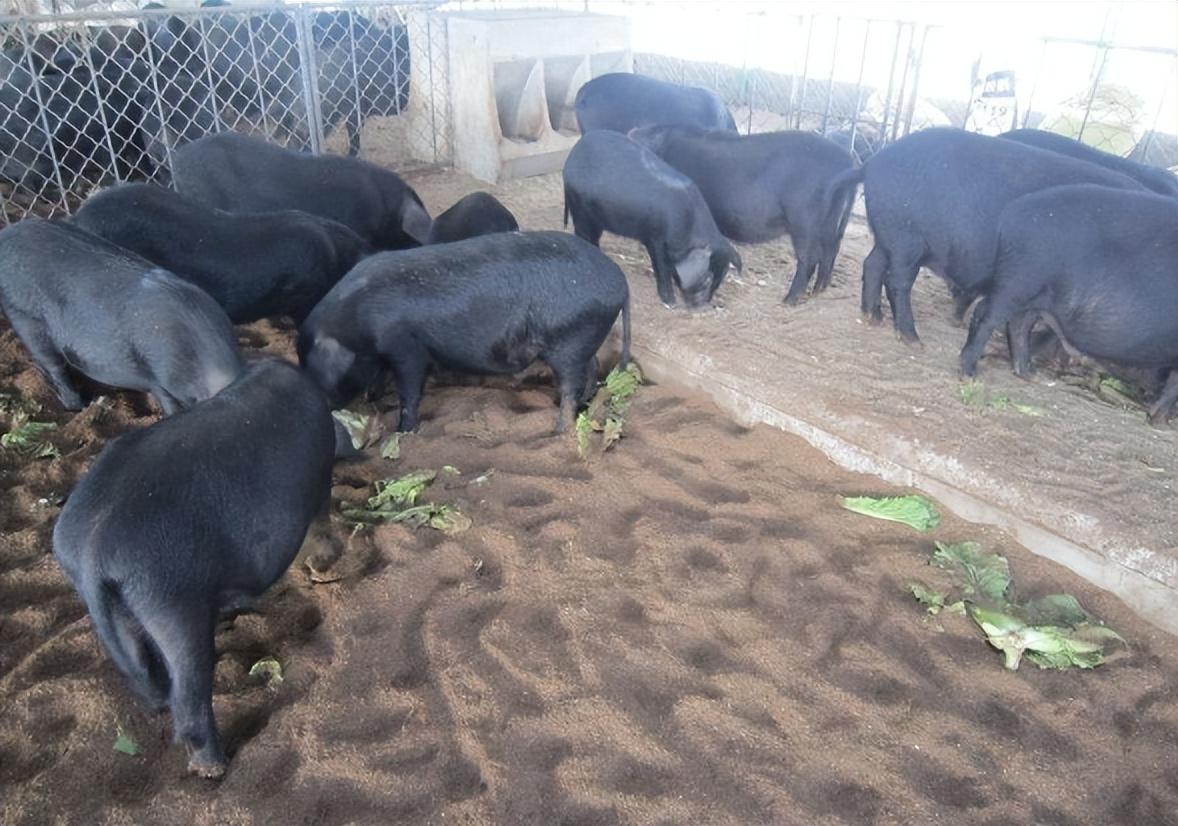 这位安徽村民名叫陈光荣,在出现这件怪事之前,他是十里八乡有名的兽医