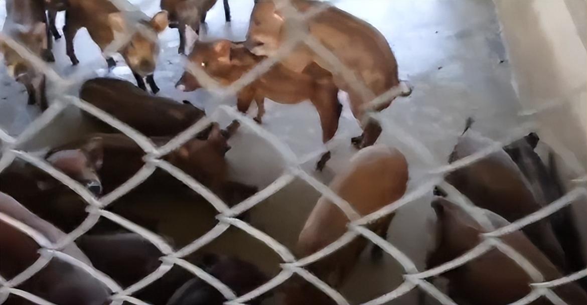 回顾村民家中母猪半夜惨叫无人工配种三个月后竟产下怪异小猪