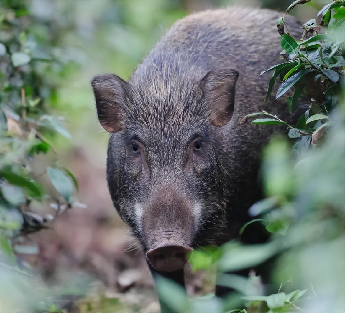 回顾村民家中母猪半夜惨叫无人工配种三个月后竟产下怪异小猪