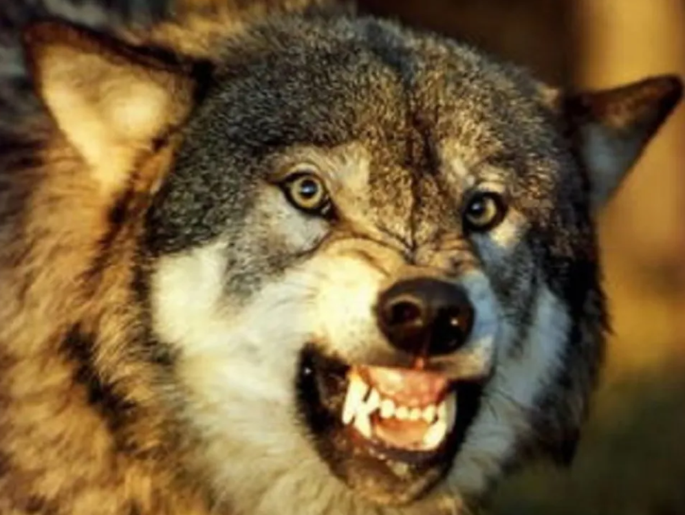 回顾:男孩3岁被狼咬掉半张脸,13岁被父亲赶出家门后来儿女双全