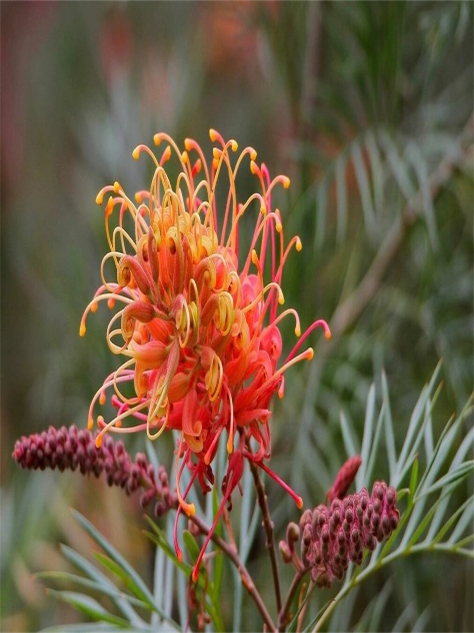 95 摇曳的风中舞者 95  想象一下,在微风轻拂的午后,银桦树轻轻