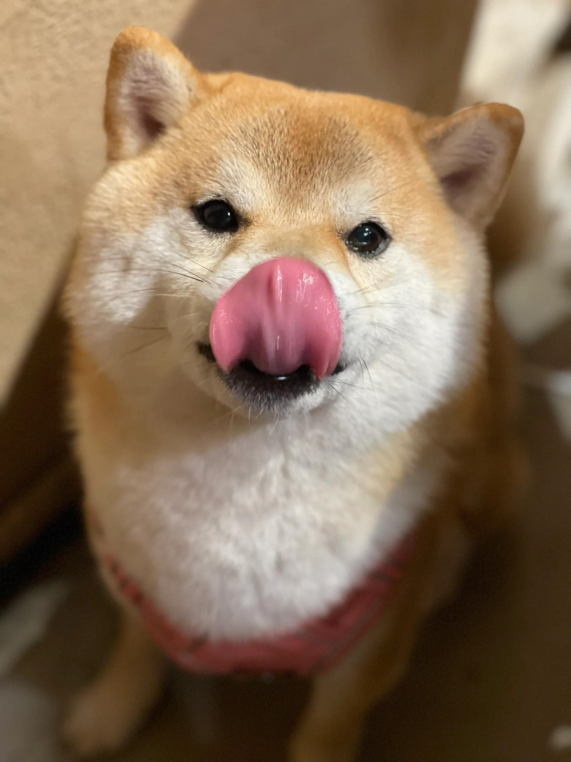 乖乖是一只超级可爱的柴犬,最喜欢的就是吐舌头,还有最喜欢的事情就