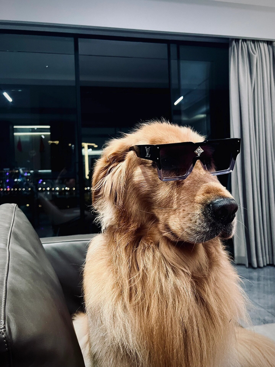 我家的狗狗戴上墨镜后,简直酷毙了!