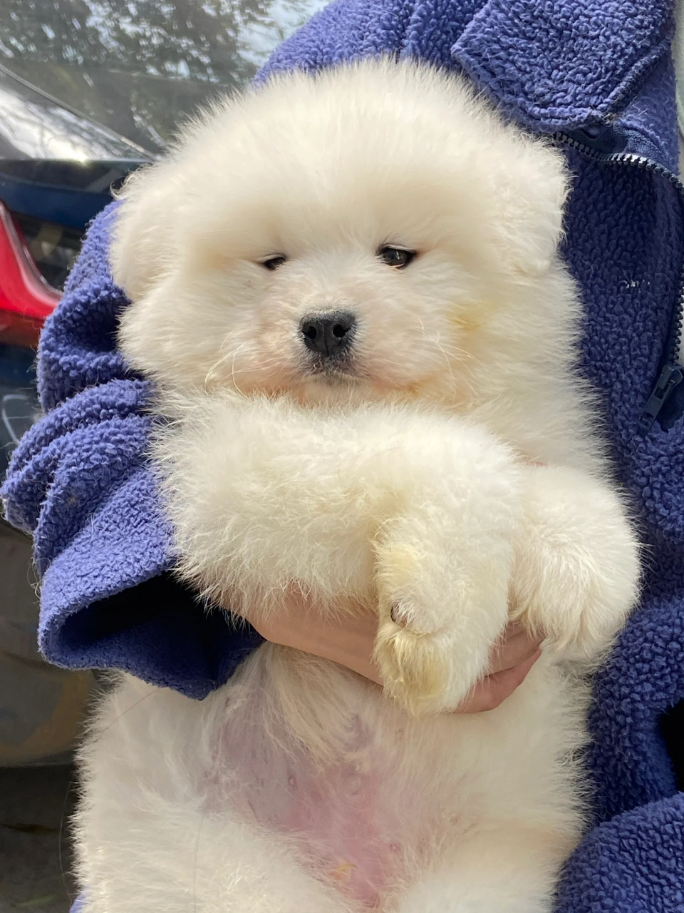 熊版耶耶  我家狗狗一只萨摩耶宝宝,雪白的毛发柔软又蓬松,就像一个小
