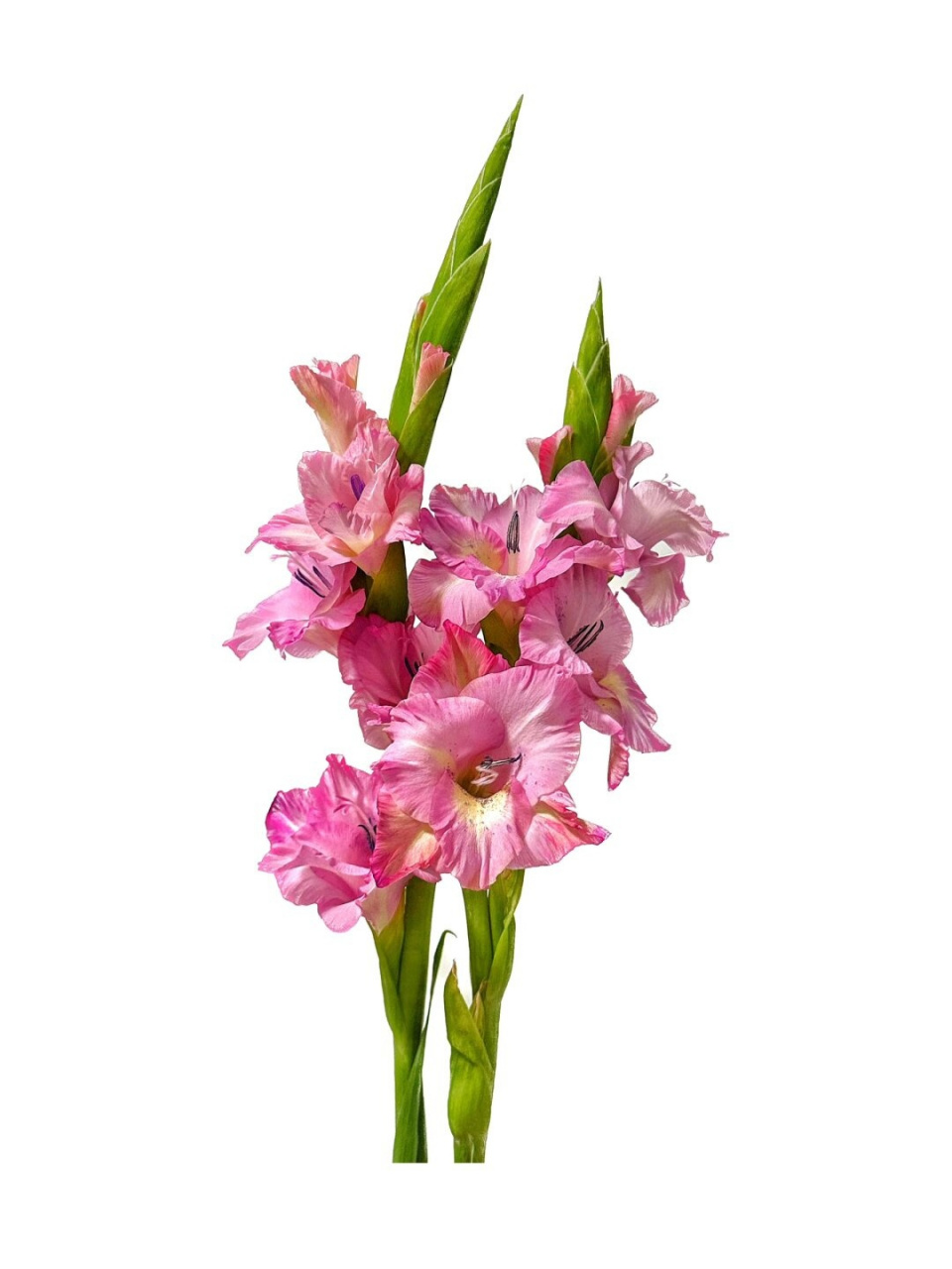 五彩斑斓粉色普希拉  剑兰,又名唐菖蒲98,是鸢尾科唐菖蒲属之间的