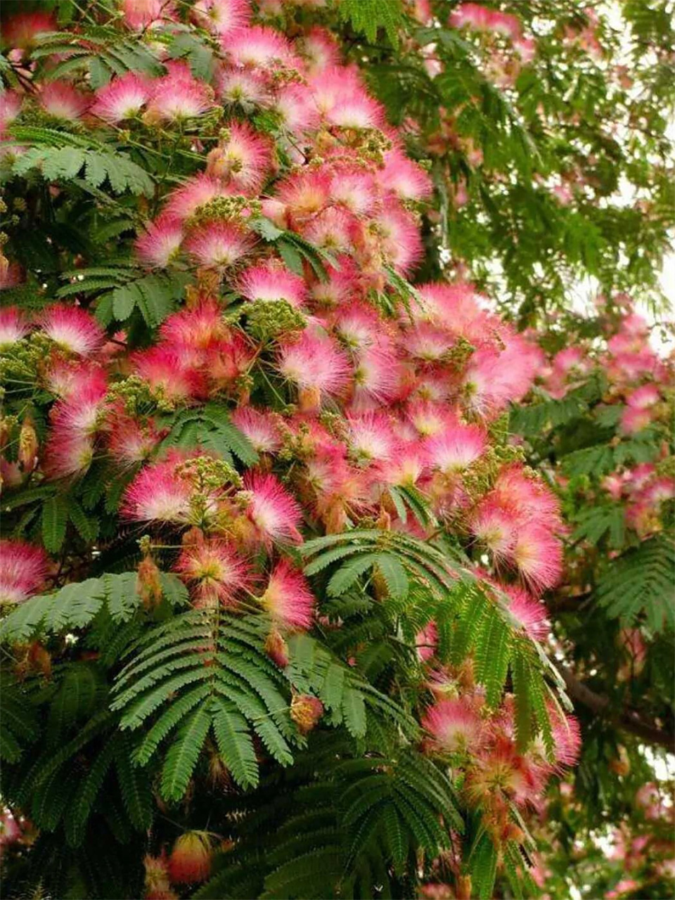 豆科合欢属的落叶乔木  在豆科合欢属的世界里,隐藏着一个独特的落叶