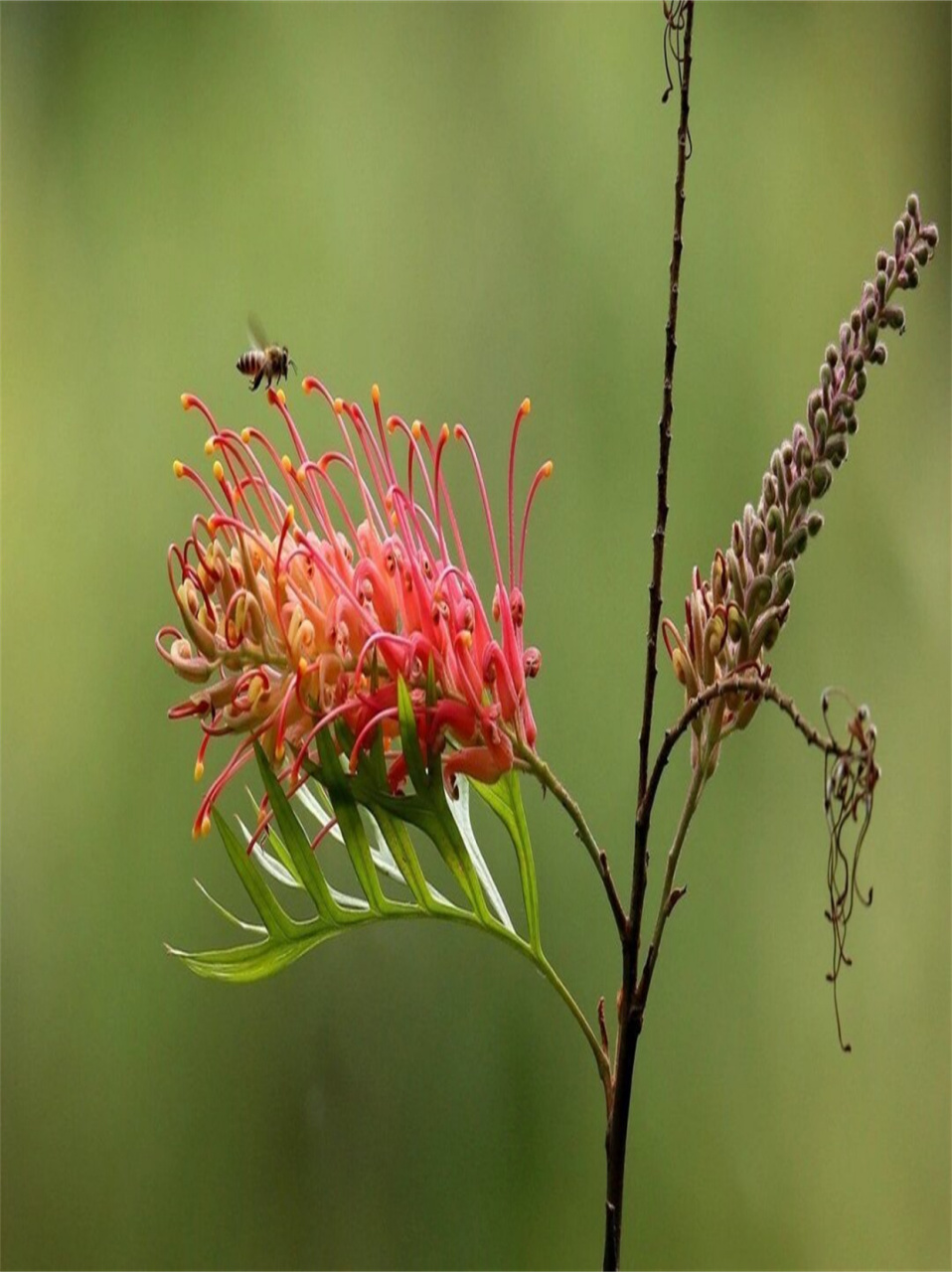 每日花花银桦  95 摇曳的风中舞者 95  想象一下,在微风轻拂的