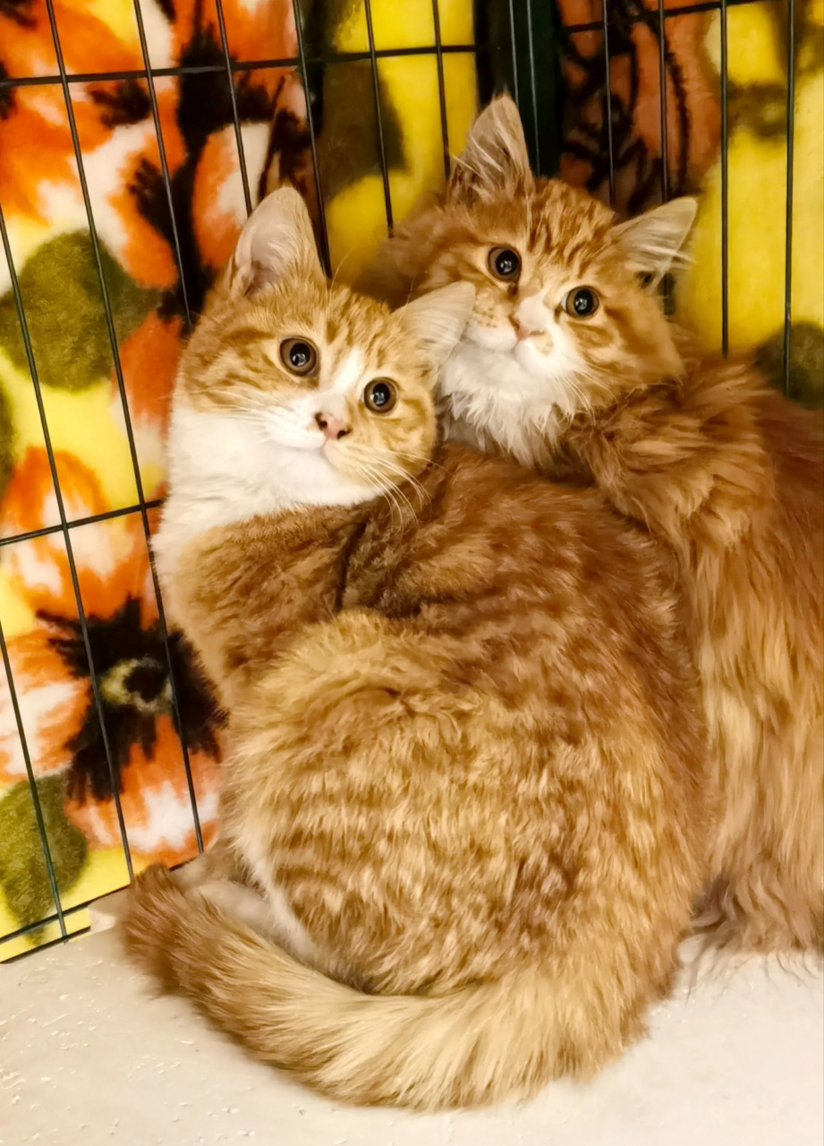 这两只小可爱是小区里的流浪猫生的92,它们大概四个月大,一只是