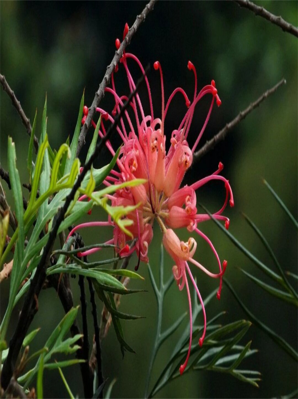 95 摇曳的风中舞者 95  想象一下,在微风轻拂的午后,银桦树轻轻