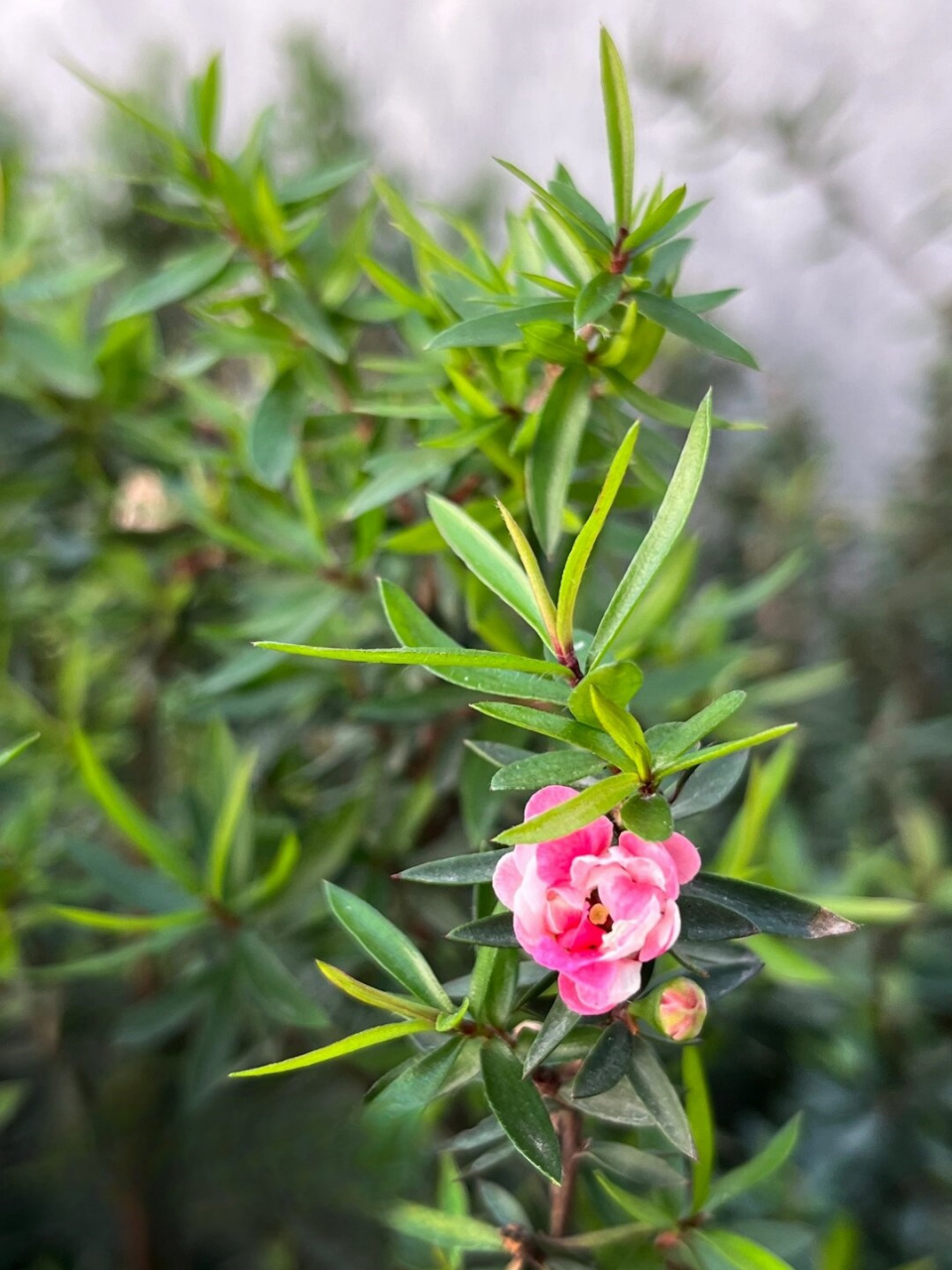 福州植物打标322 精巧细致的松红梅 当我们初次遇见松红梅,那种精巧