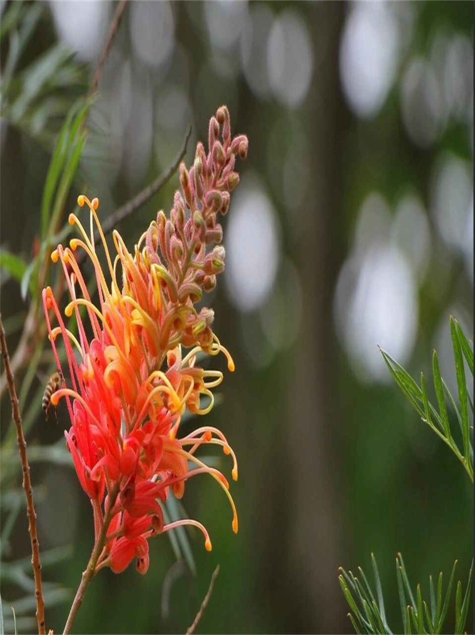 每日花花银桦  95 摇曳的风中舞者 95  想象一下,在微风轻拂的