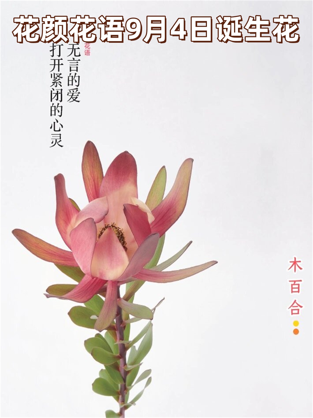 花颜花语9月4日诞生花