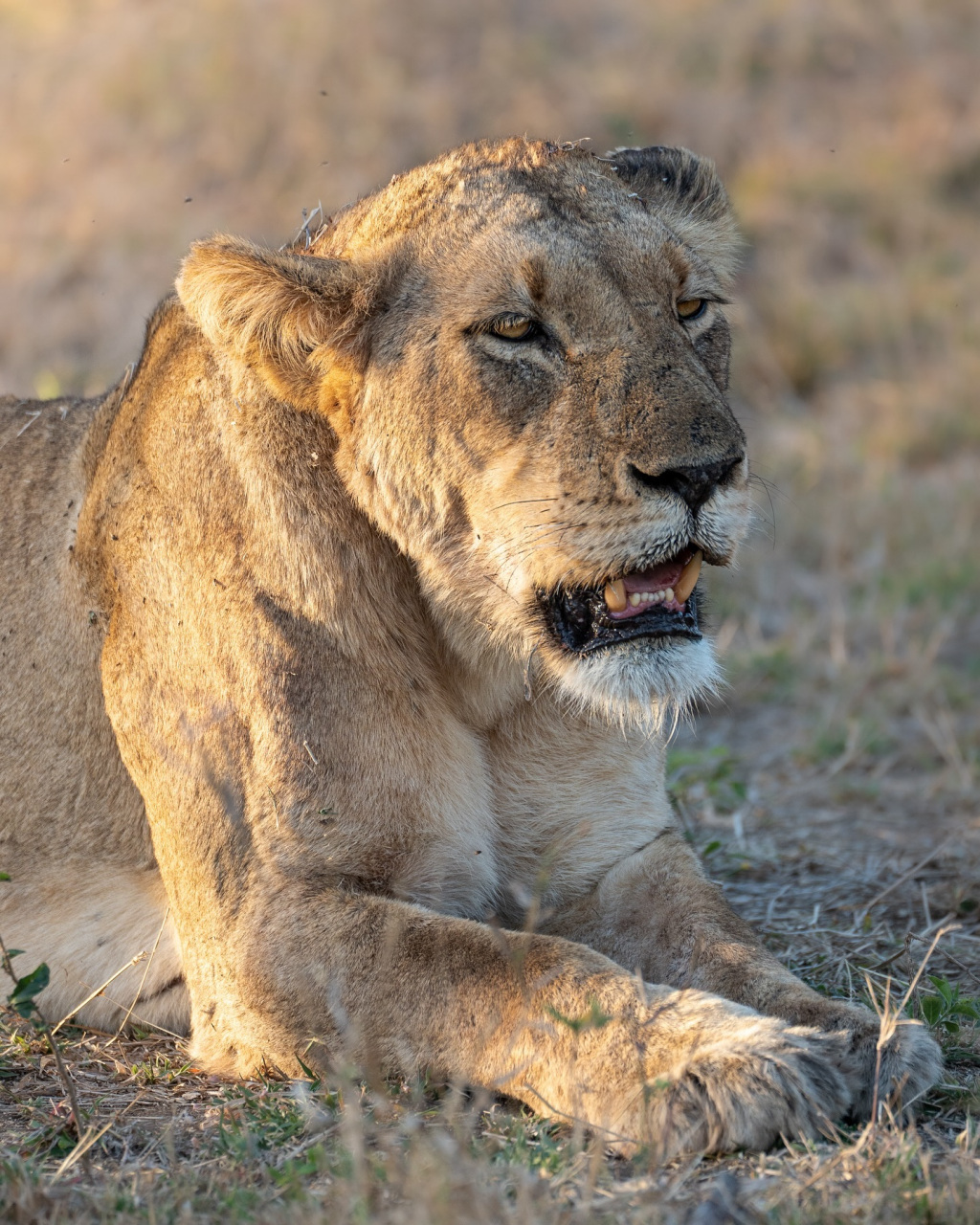 塔拉马蒂分队雌狮talamati breakaway female ~ 这只母狮被保护区命名