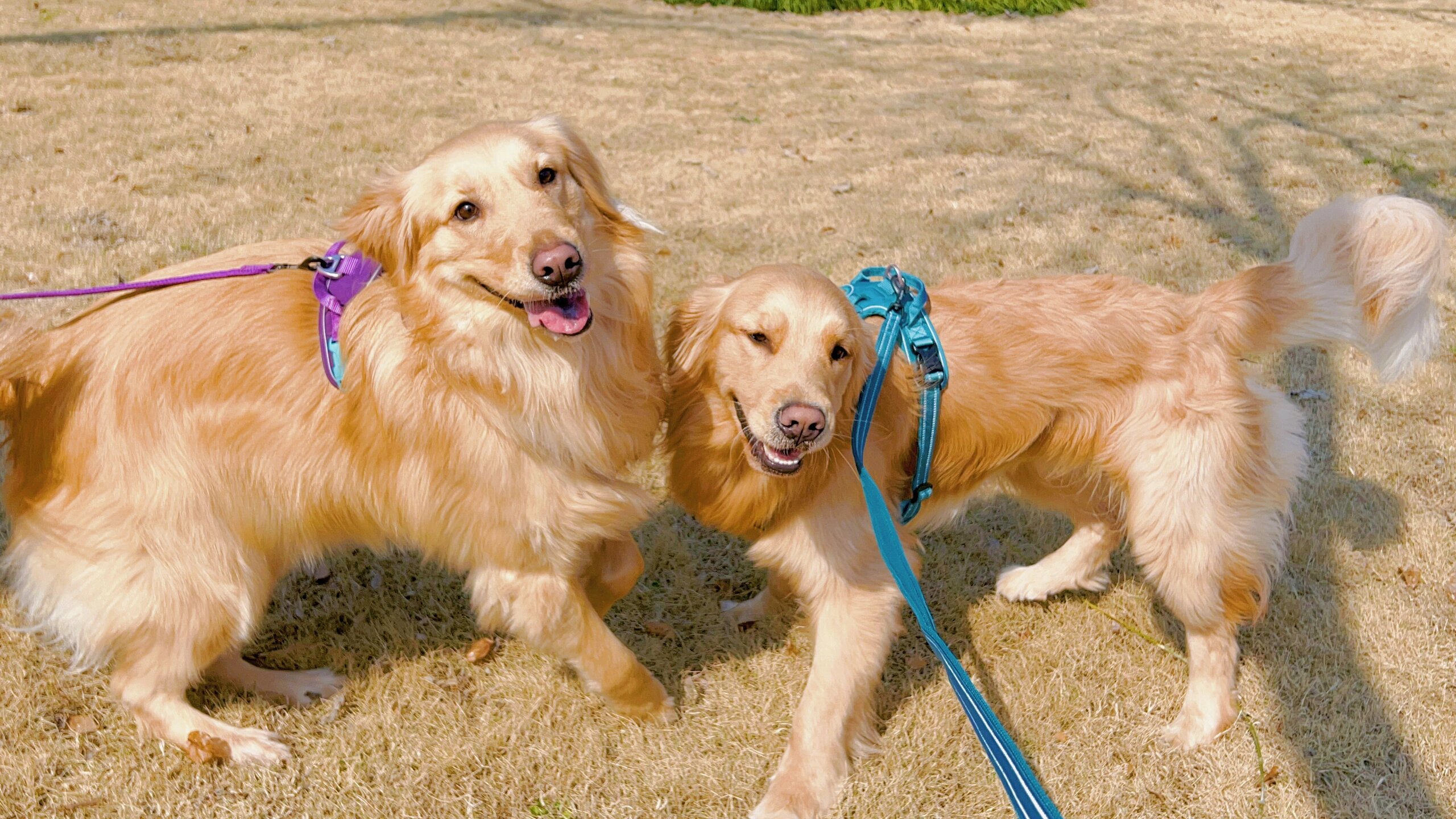 家有两只金毛的困扰  我们家的这两只金毛从小一起长大,都已经绝育了.