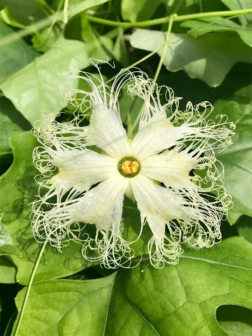 每日认识一种花之栝楼  栝楼,这个充满魅力的植物,不仅让我们欣赏到了