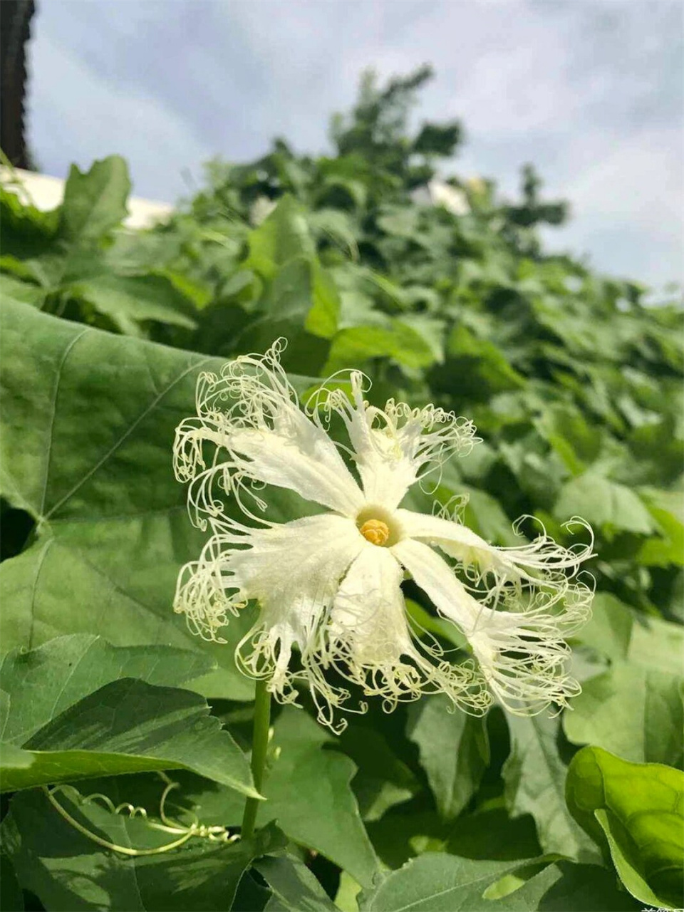 每日认识一种花之栝楼  栝楼,这个充满魅力的植物,不仅让我们欣赏到了