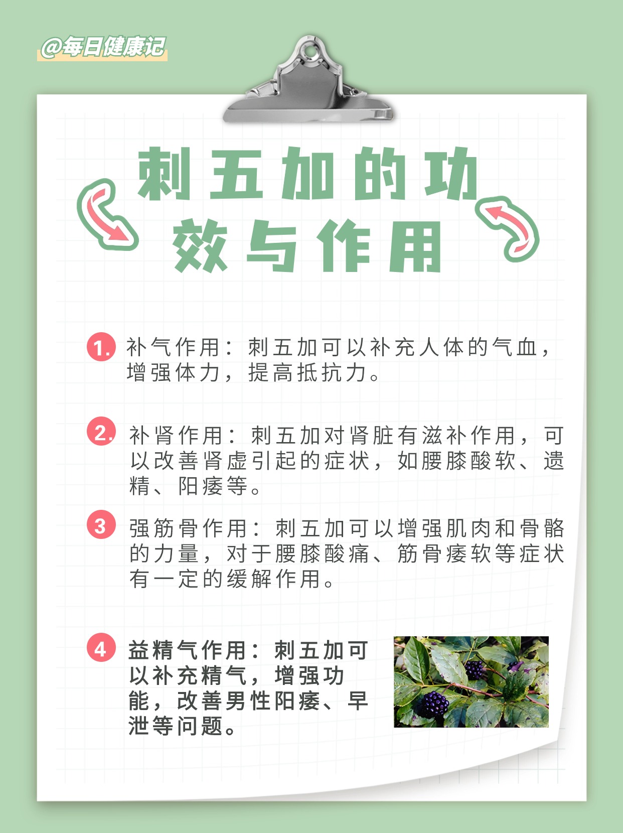 刺五加蜜的功效与作用(刺五加蜂蜜的功效与作用是什么)