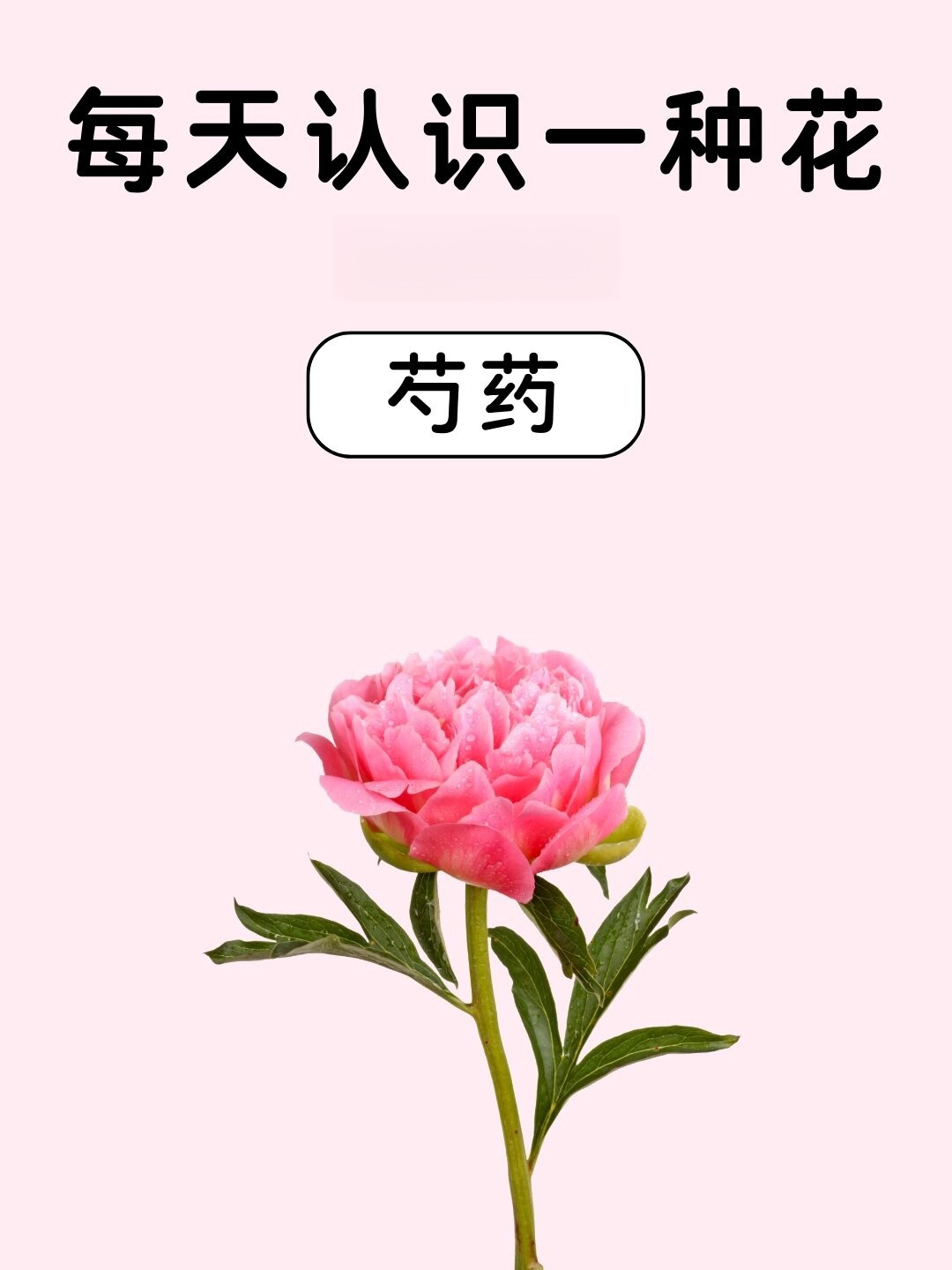 每天认识一种花之芍药   初识芍药  芍药,这个名字听起来就像一首诗