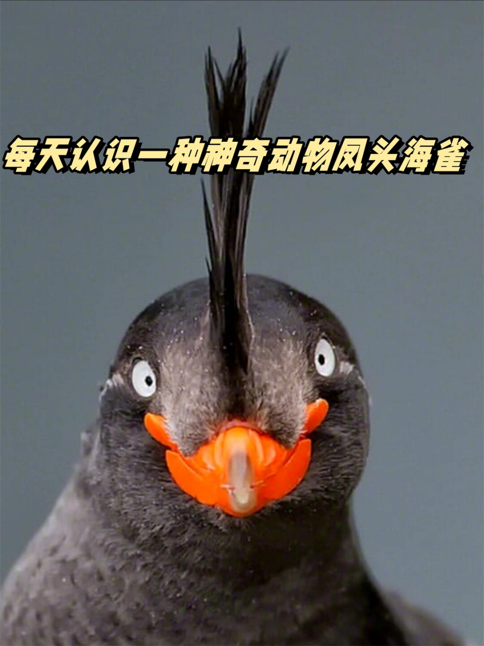 每天认识一种神奇动物凤头海雀  在这个美丽的世界中,凤头海雀以其