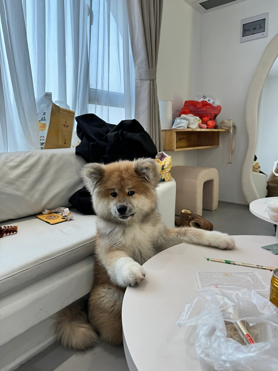 90 它这个坐姿并不是偶然学会的,它是在我们日常生活中慢慢观察并