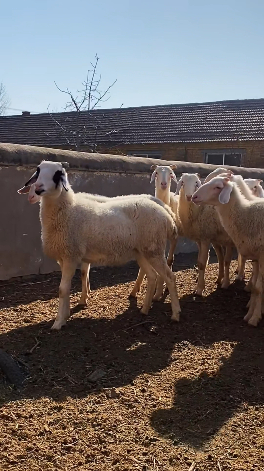 大体型小尾寒羊平均体重180斤以上